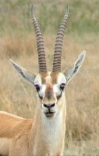 Gazelle